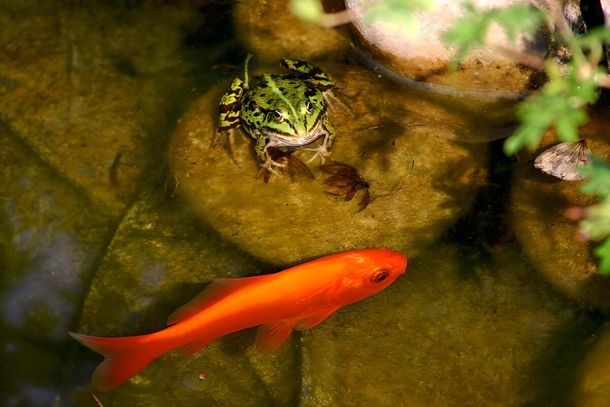 Frog and goldfish in a sunlit pond