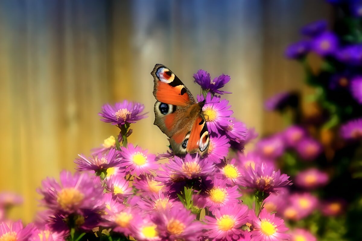 Peacock butterfly steals the flower show