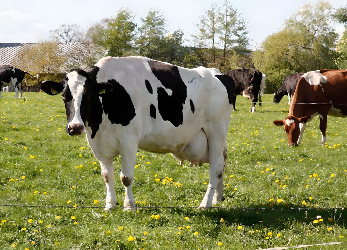 Black-and-white cow in a sunny meadow