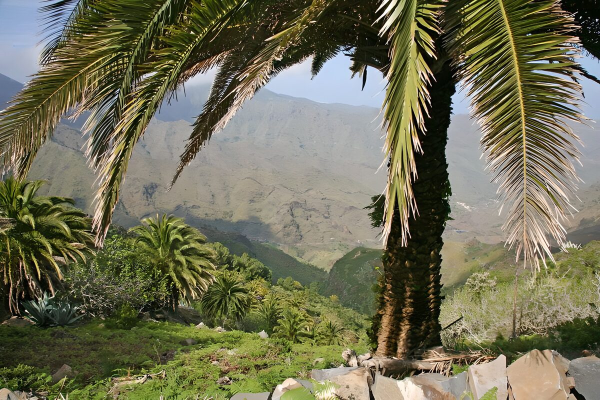 Palm-framed view across a sunlit valley