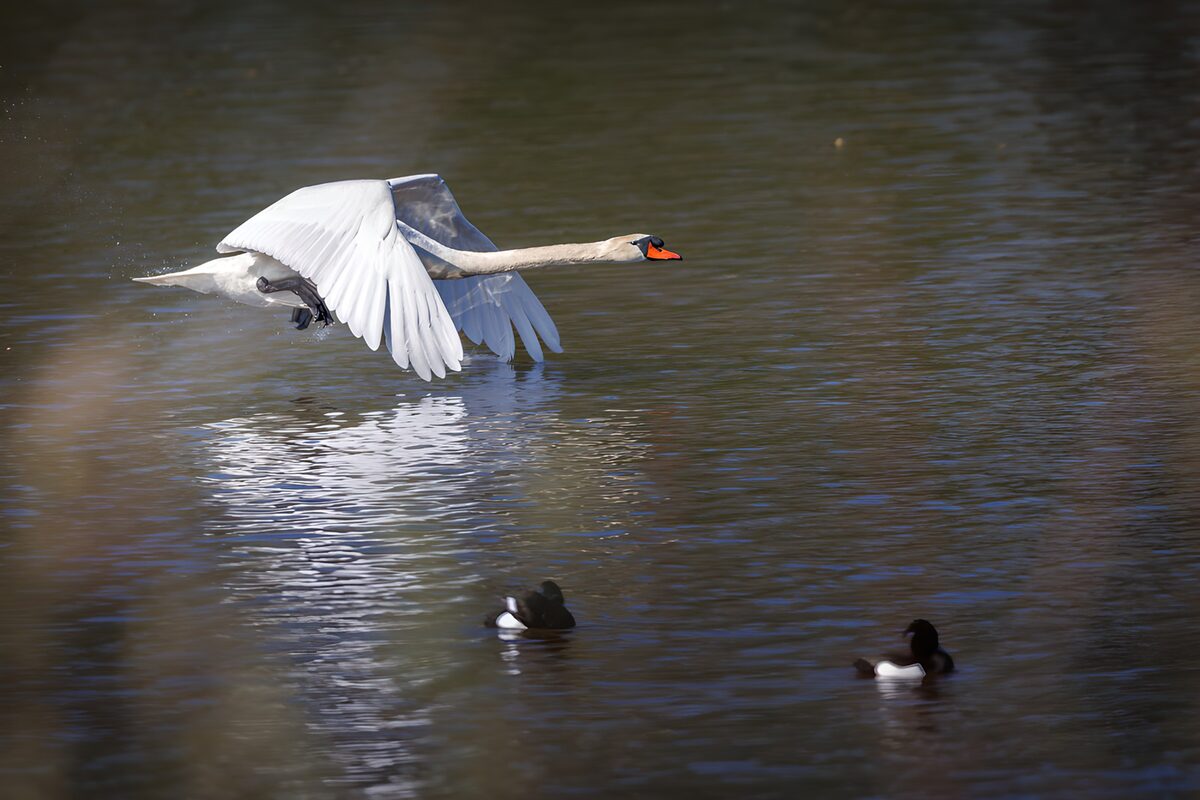 Mute swan flying low over shaded water