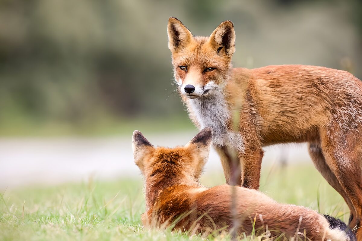 Two red foxes at ease in the grass
