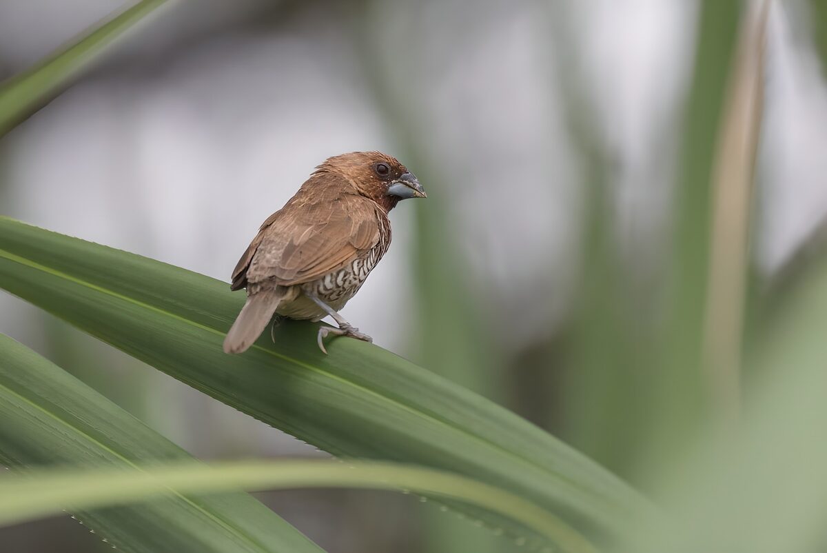 Scaly-breasted munia on a green leaf