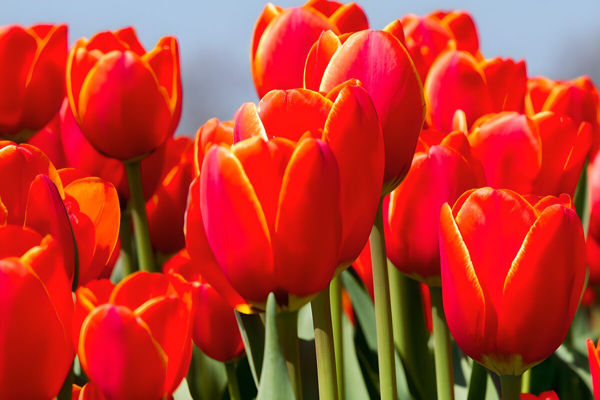 Red and orange tulips in the sunshine