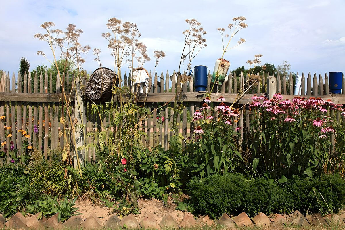 Pink coneflowers by a weathered fence