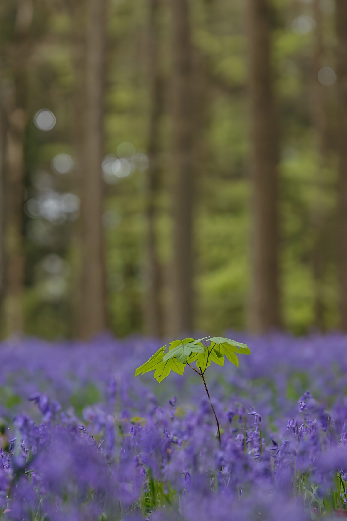 Maple seedling among spring bluebells