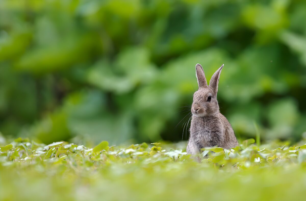 Grey-brown rabbit among bright green leaves