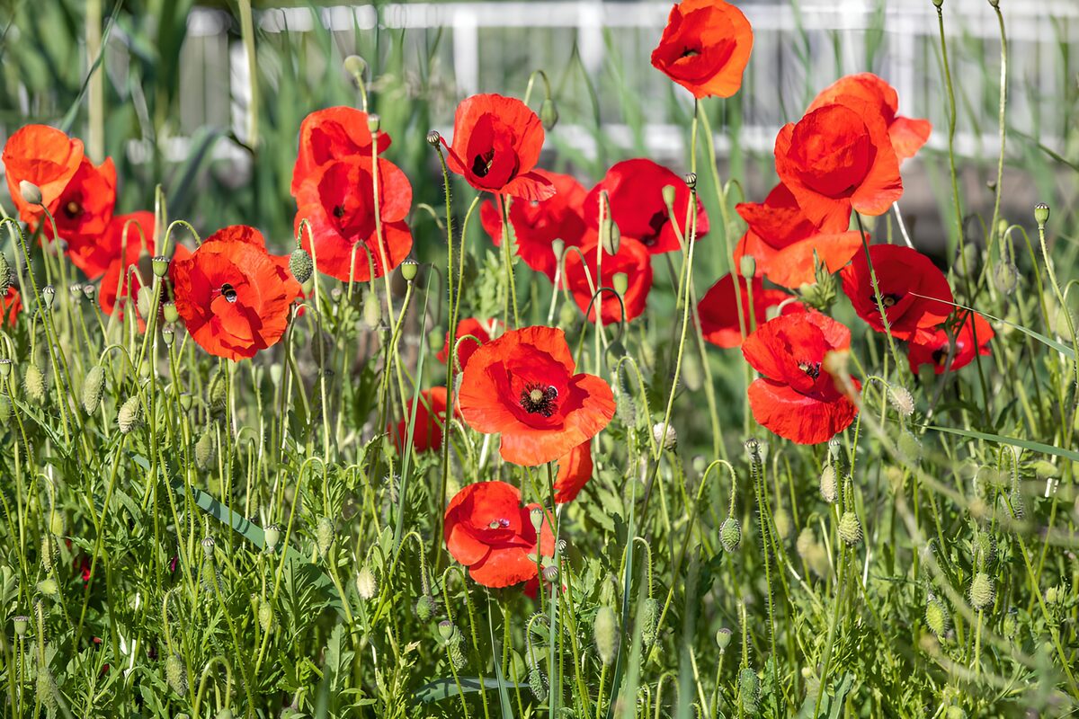 Sunlit red poppies among green grasses