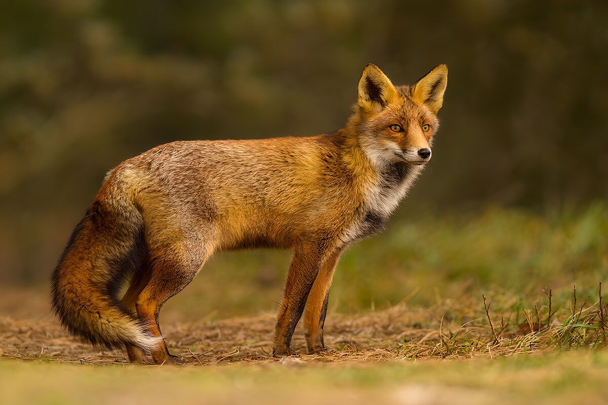 Red fox standing watch