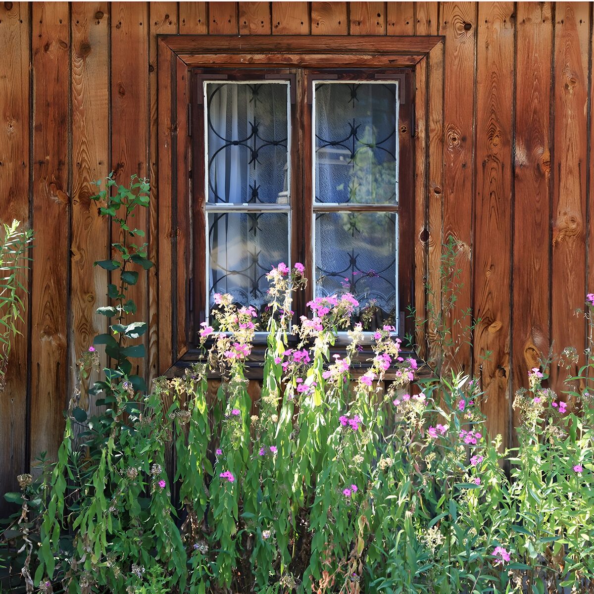 Rustic window and sunlit pink flowers