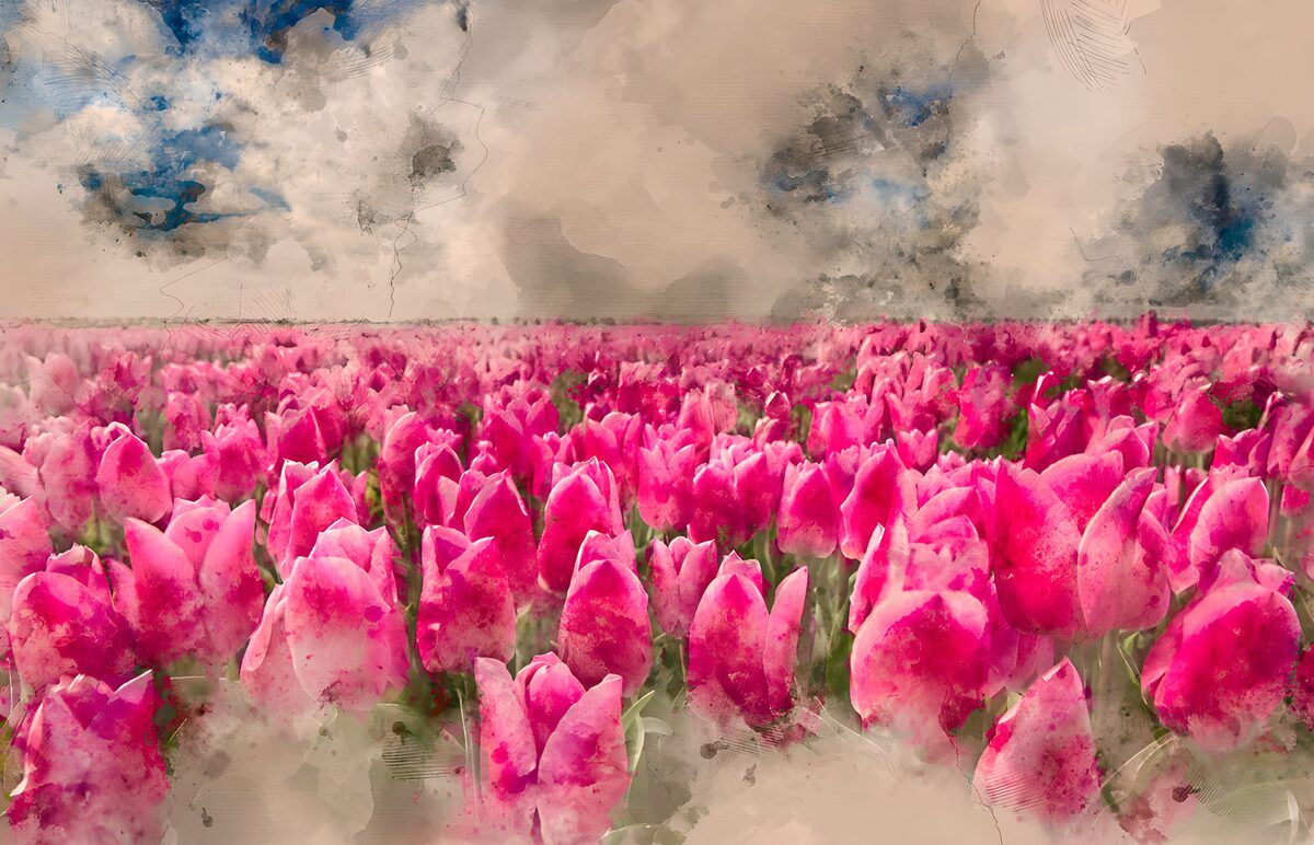 Pink tulip field beneath a mottled sky