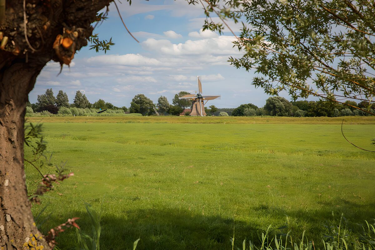 A windmill in a sea of green