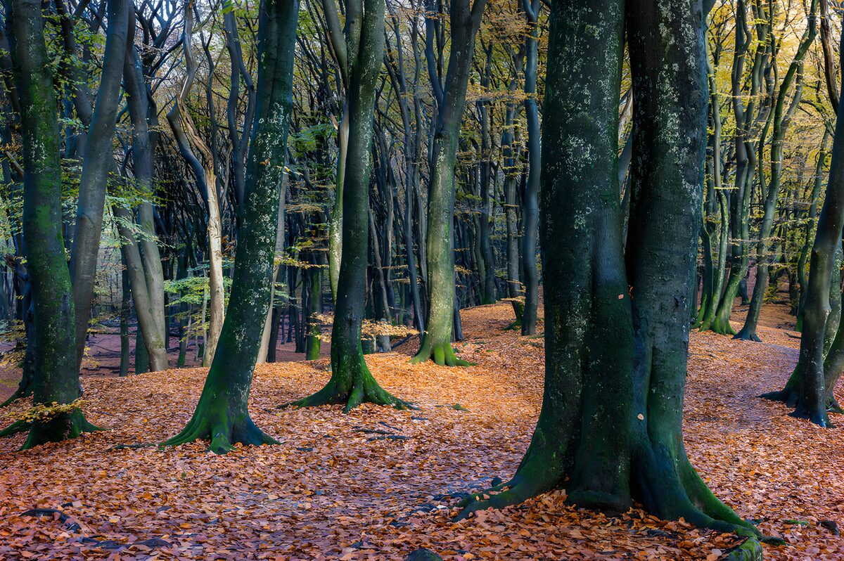 Tall trunks over a copper carpet