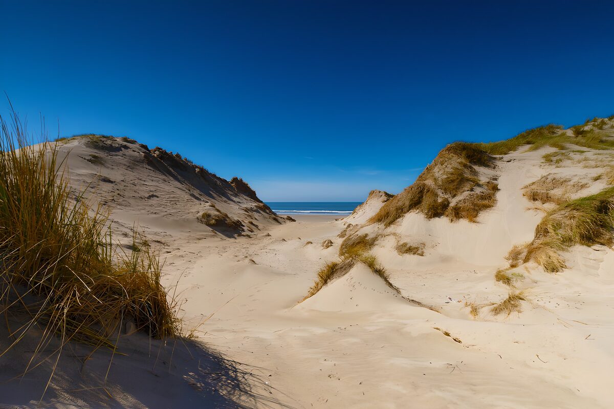 Sunlit dunes with a glimpse of the sea