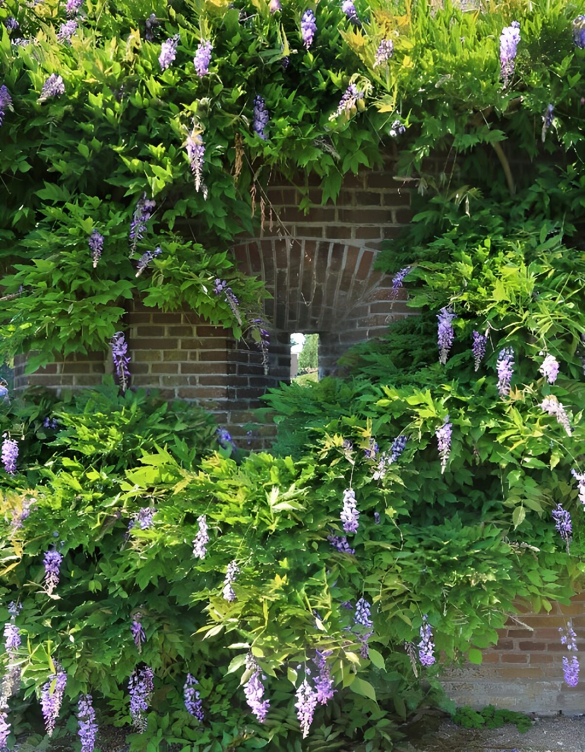 Wisteria over sunlit brickwork