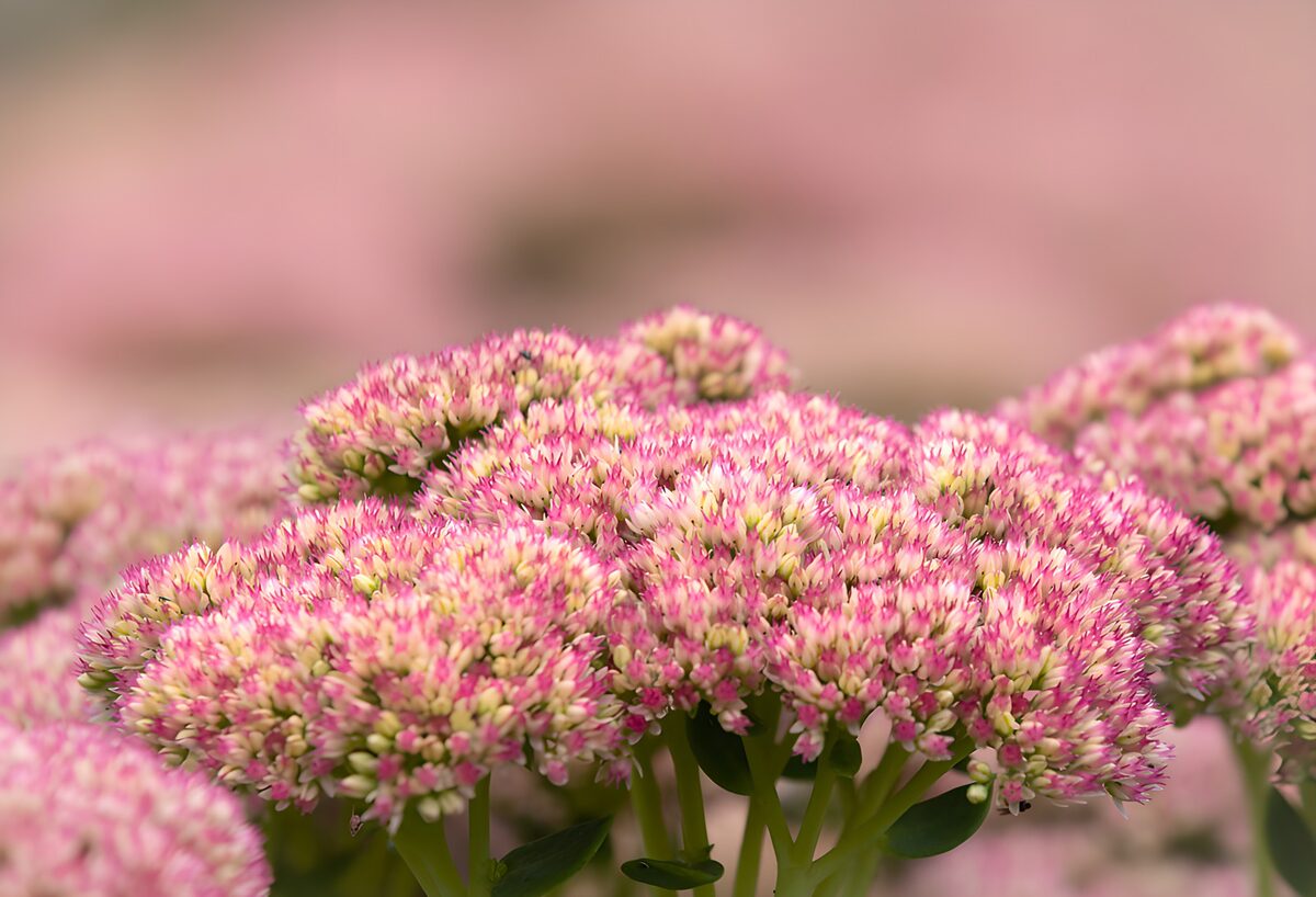 Pink stonecrop in soft daylight