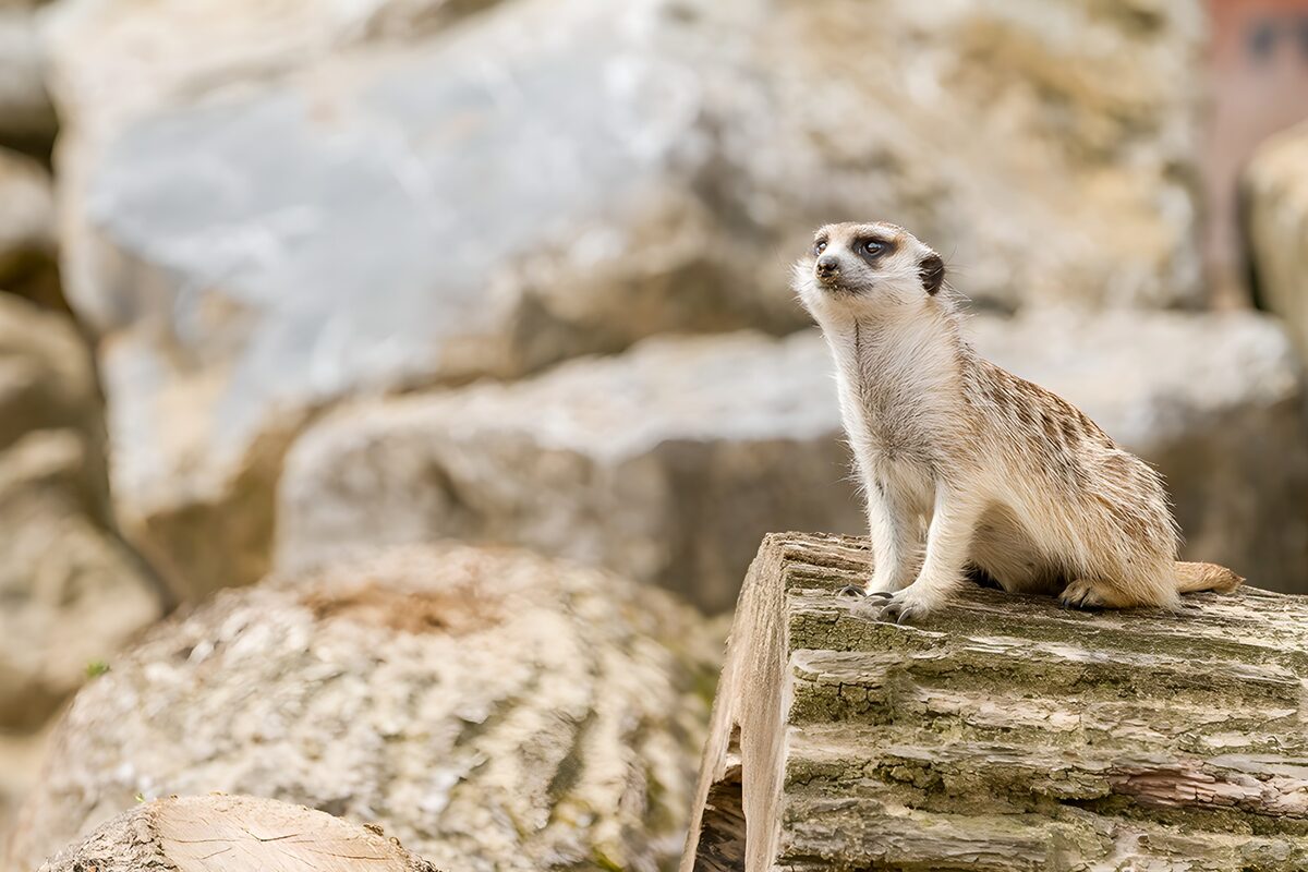 Meerkat on a log, quietly alert