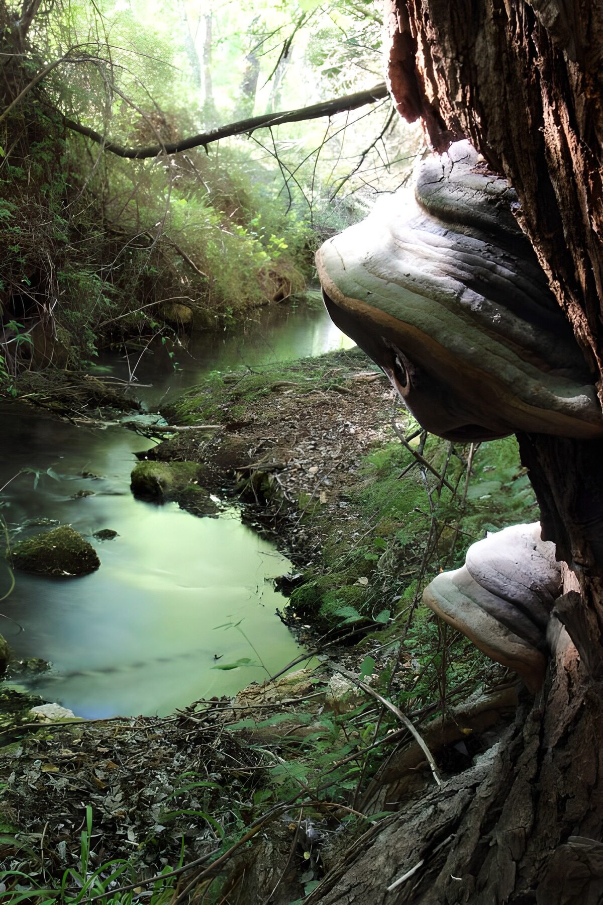 Bracket fungi beside a shaded stream