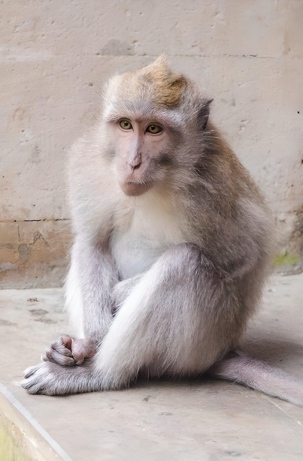 Watchful macaque on a pale ledge