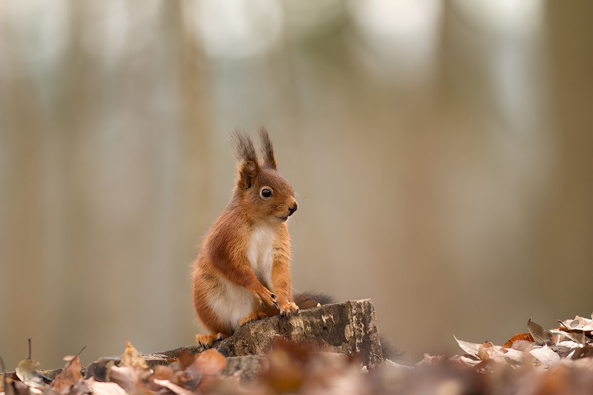 Red squirrel on a leaf-framed stump