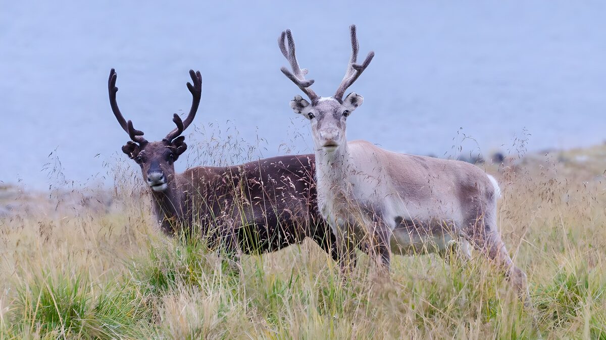 Two reindeer together in tall grass