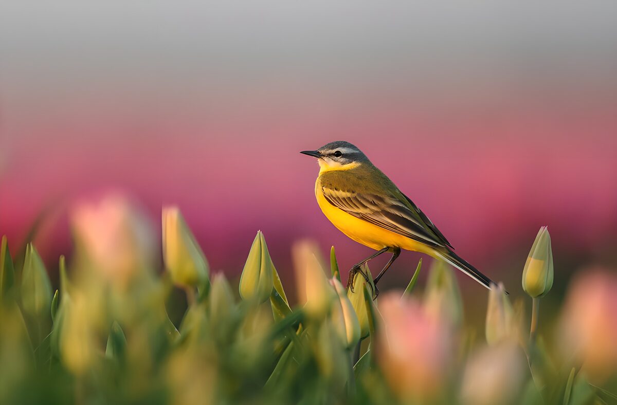 Yellow wagtail on a softly lit tulip bud