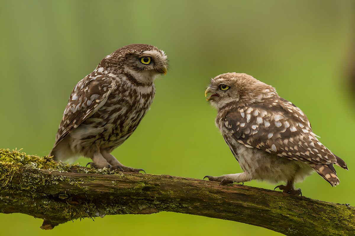 Two little owls face to face