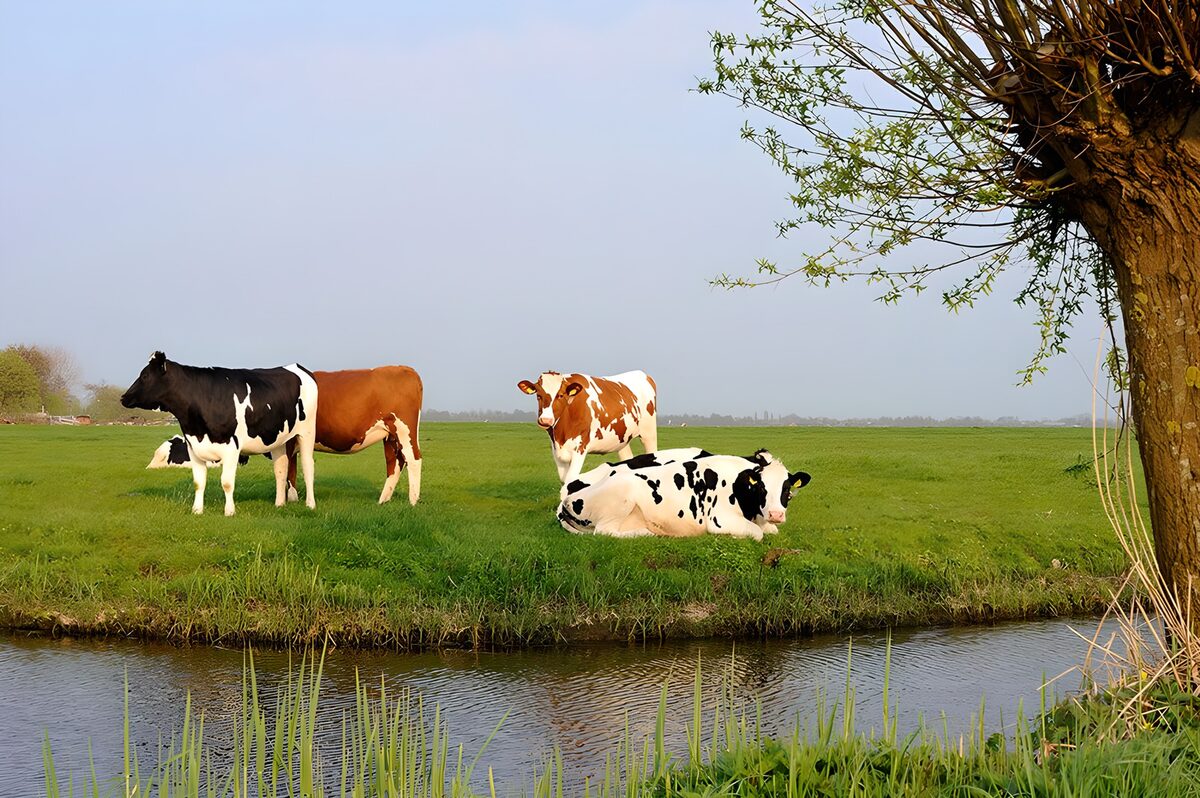 Cows by the water in spring sunshine