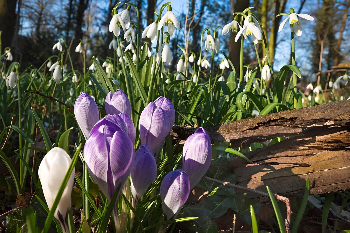Sunlit crocuses and snowdrops