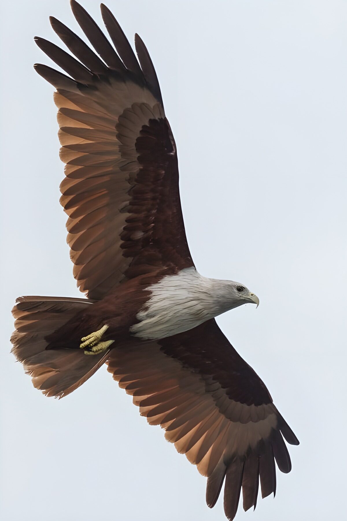 Eagle soaring on wide brown wings