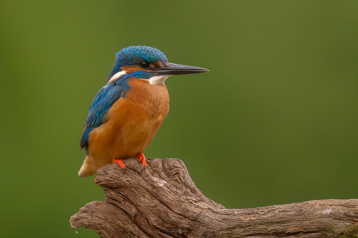 Kingfisher on a weathered perch