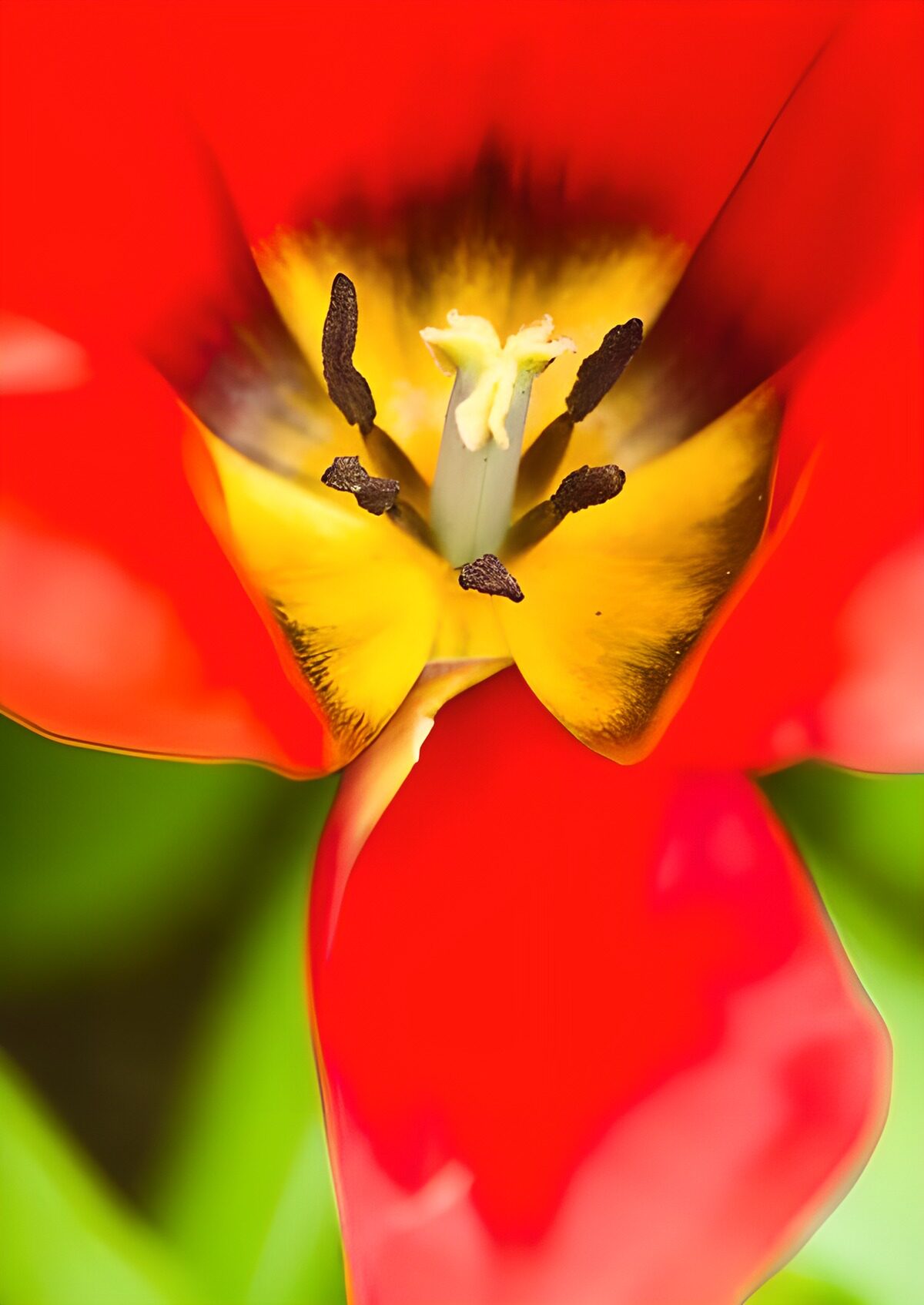 Red tulip with a sunlit yellow centre