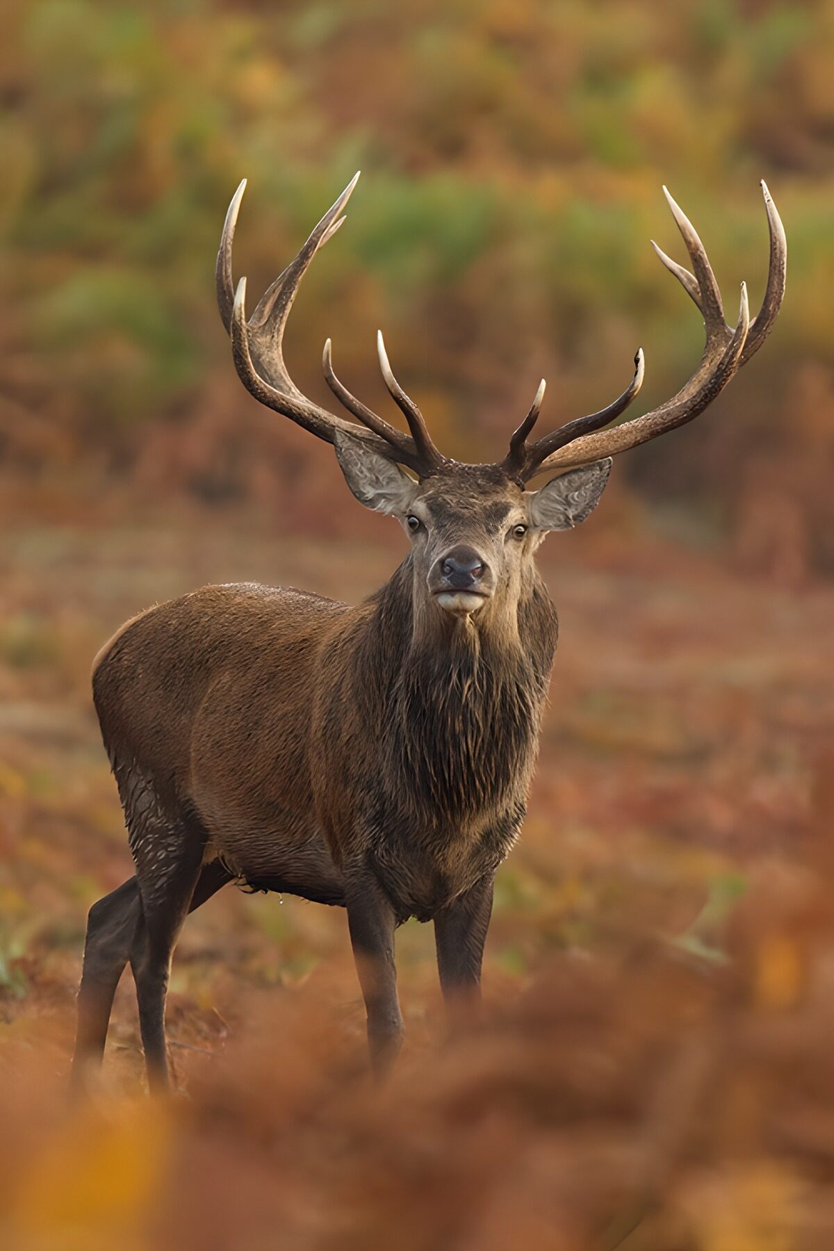 Watchful red deer stag in autumn