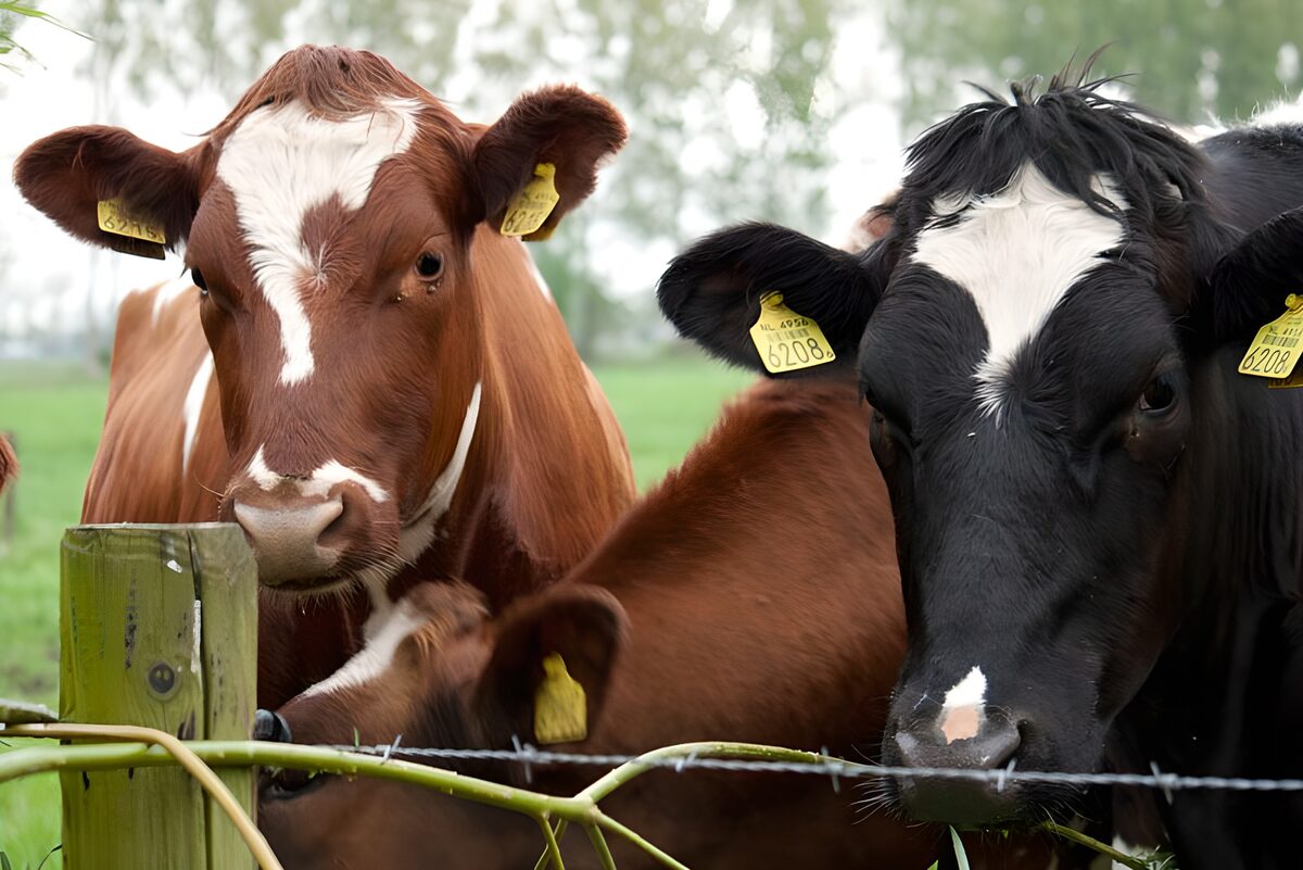 Three cattle close behind barbed wire