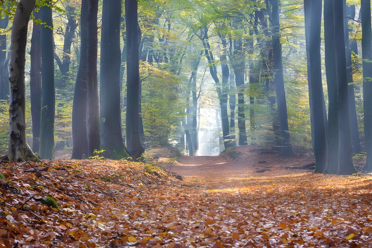 Sunlit path through autumn woodland