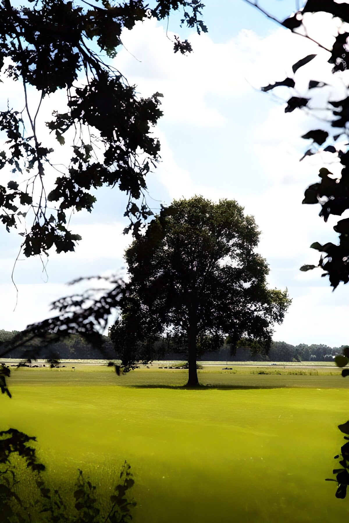 Lone tree in a sunlit green field