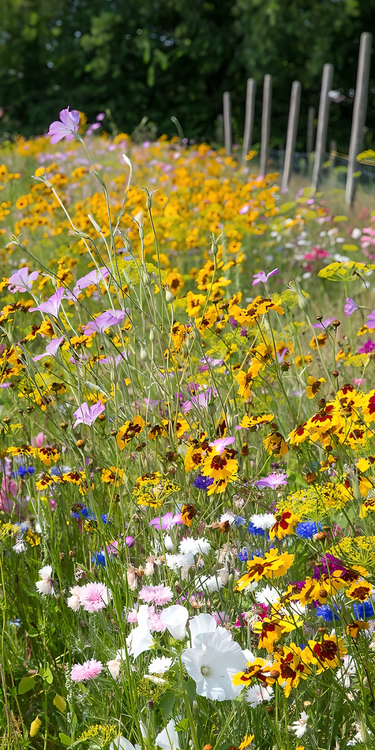 Yellow, pink and white flowers in sunshine
