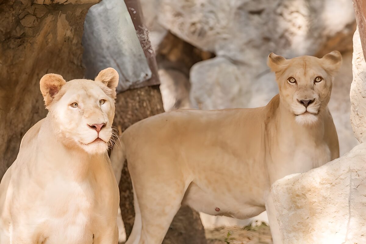 Two pale lions on watch among the rocks