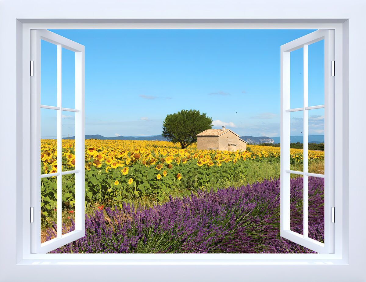 Sunlit window, lavender and sunflowers