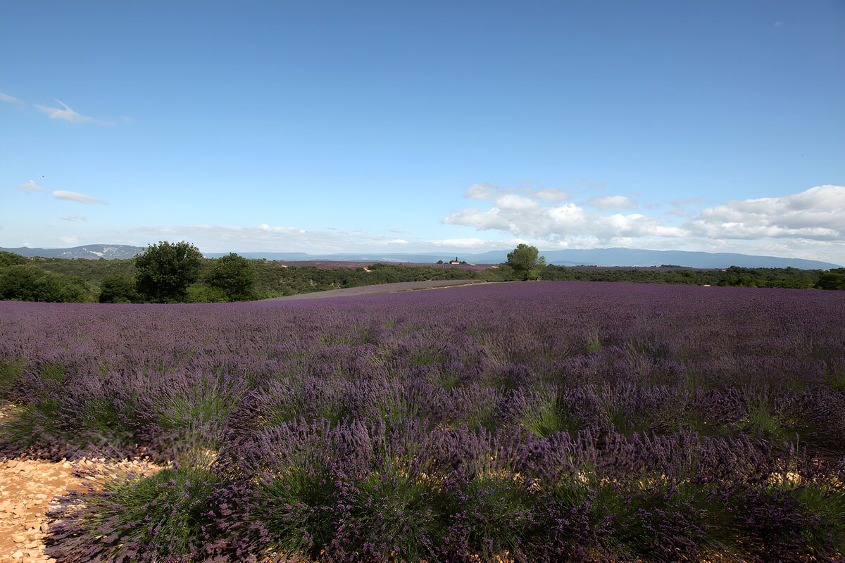 Lavender fields beneath a wide blue sky