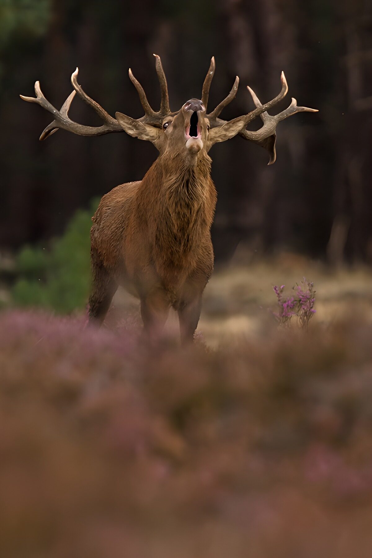 Red deer stag in full voice