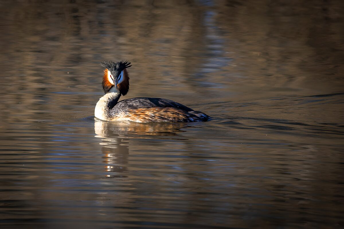 Great crested grebe on quiet water