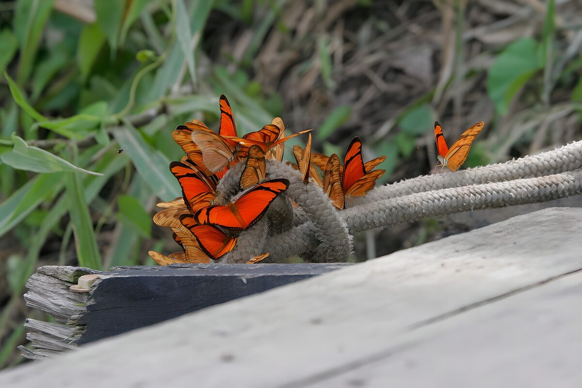 Orange butterflies on a weathered rope