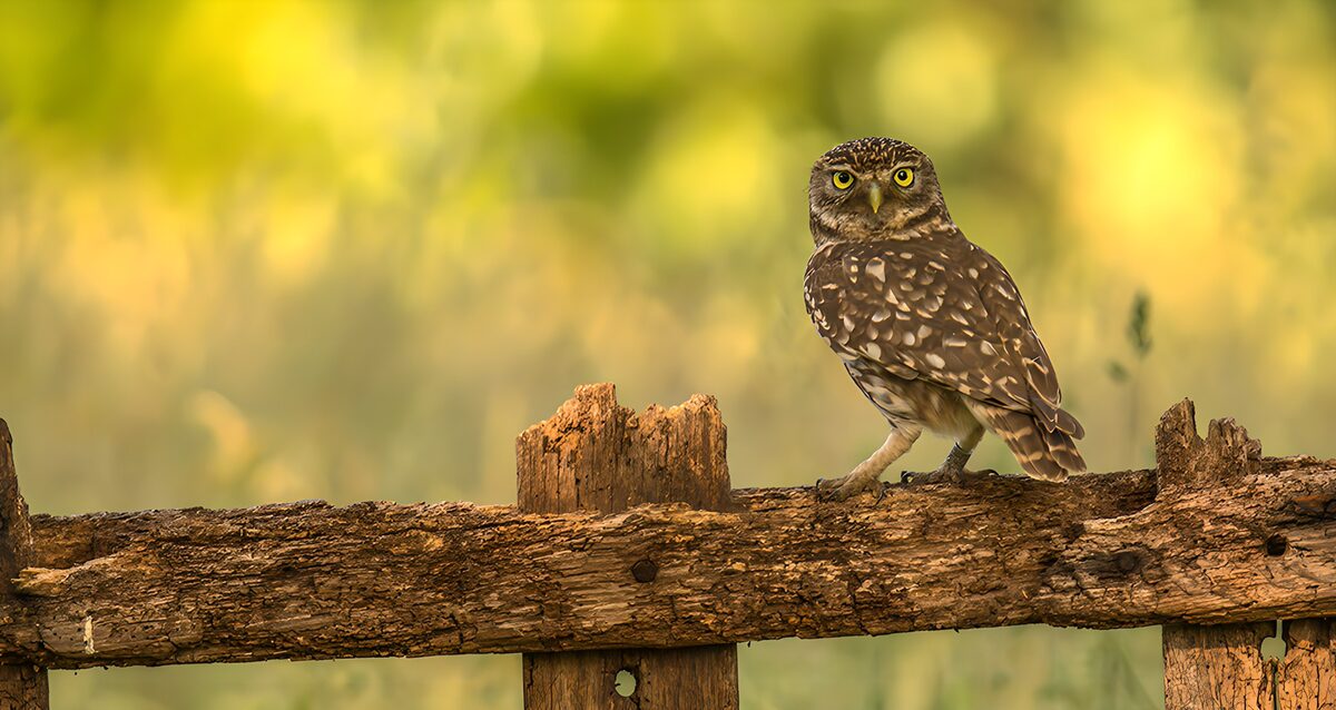 Little owl on a sunlit wooden rail