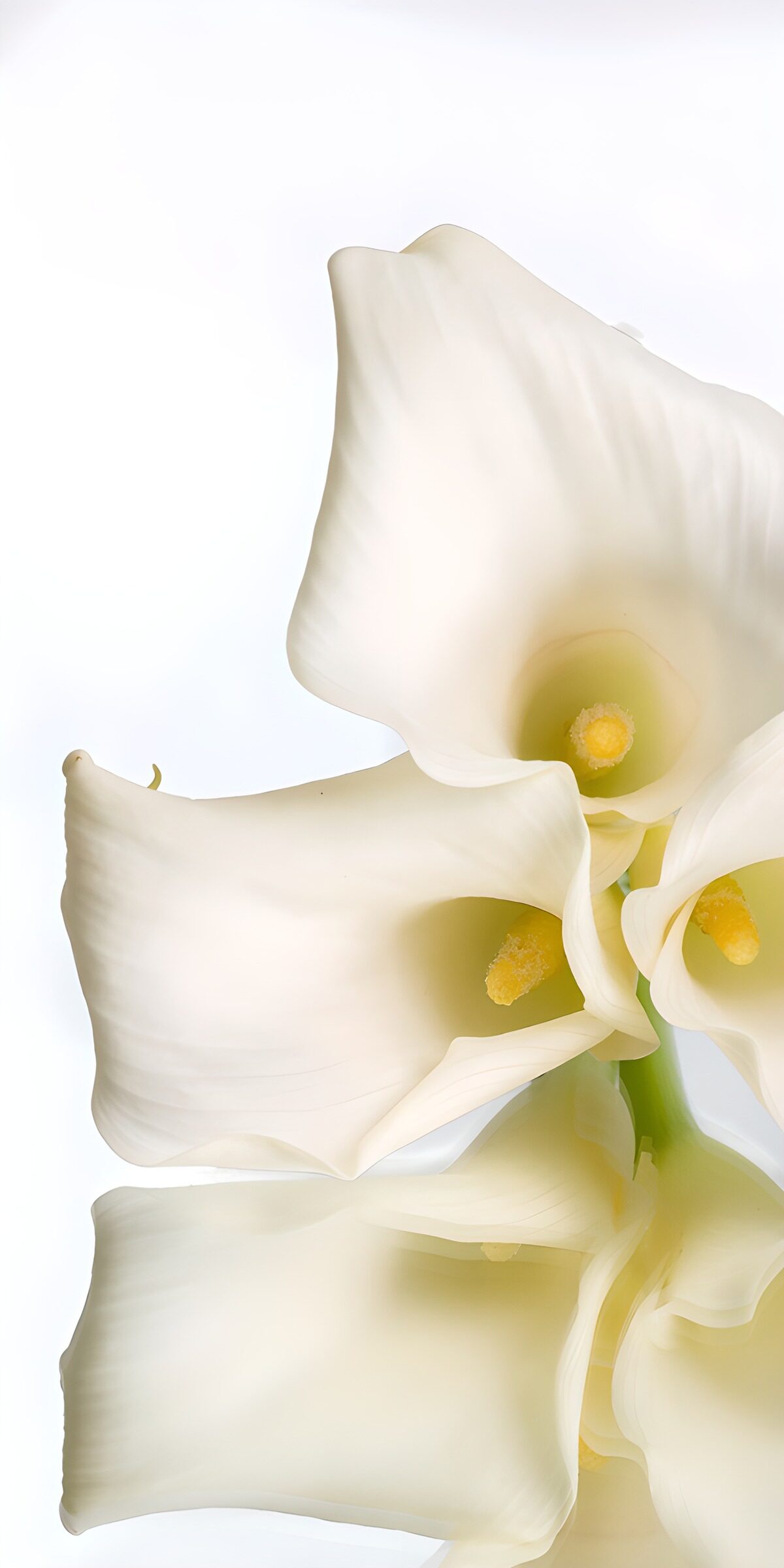 White calla lilies in soft light
