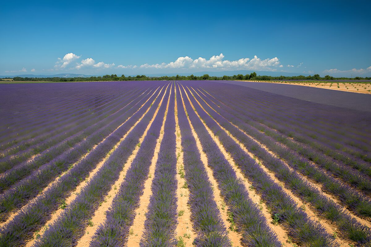 Lavender rows in the summer sun