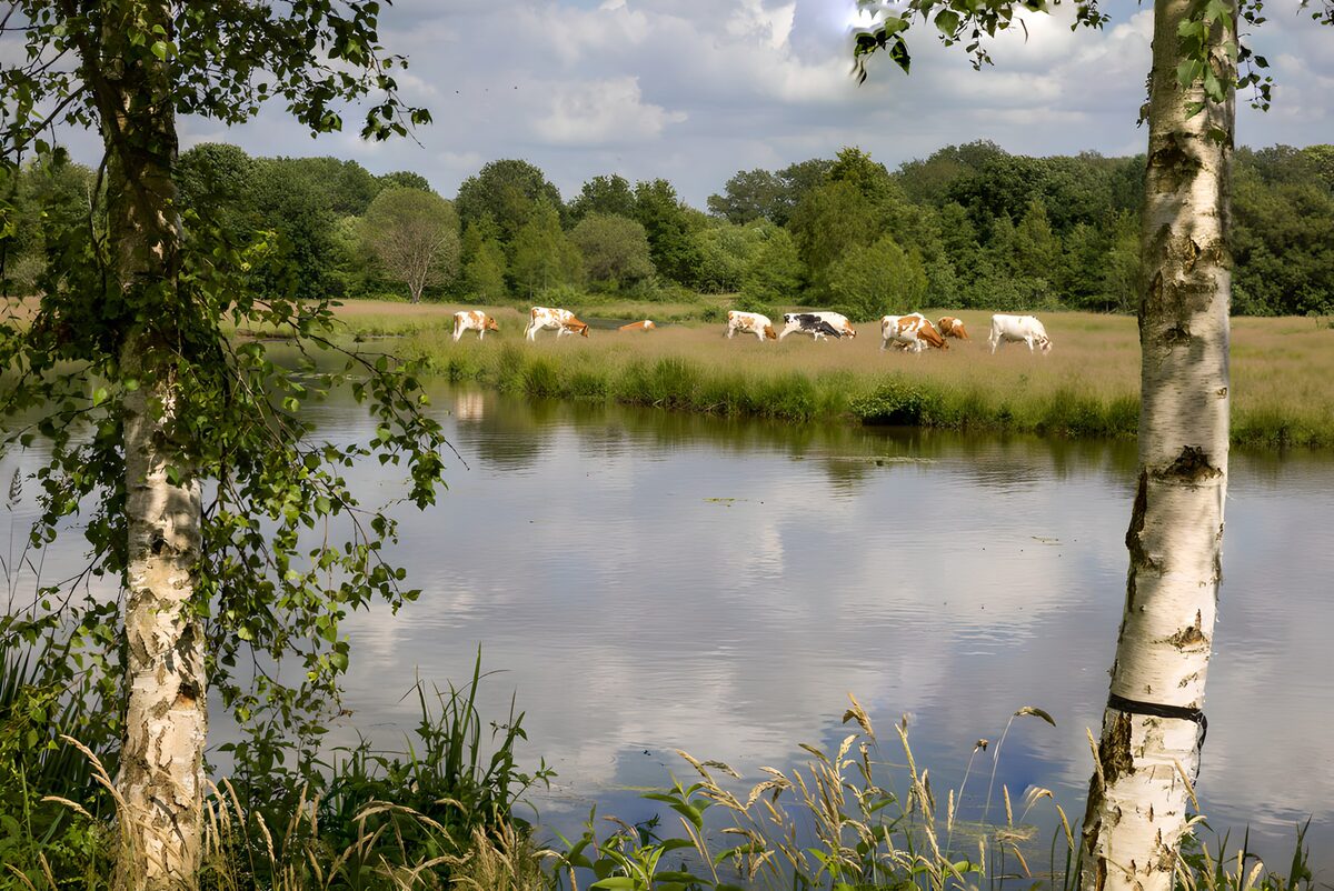Cattle grazing across calm water