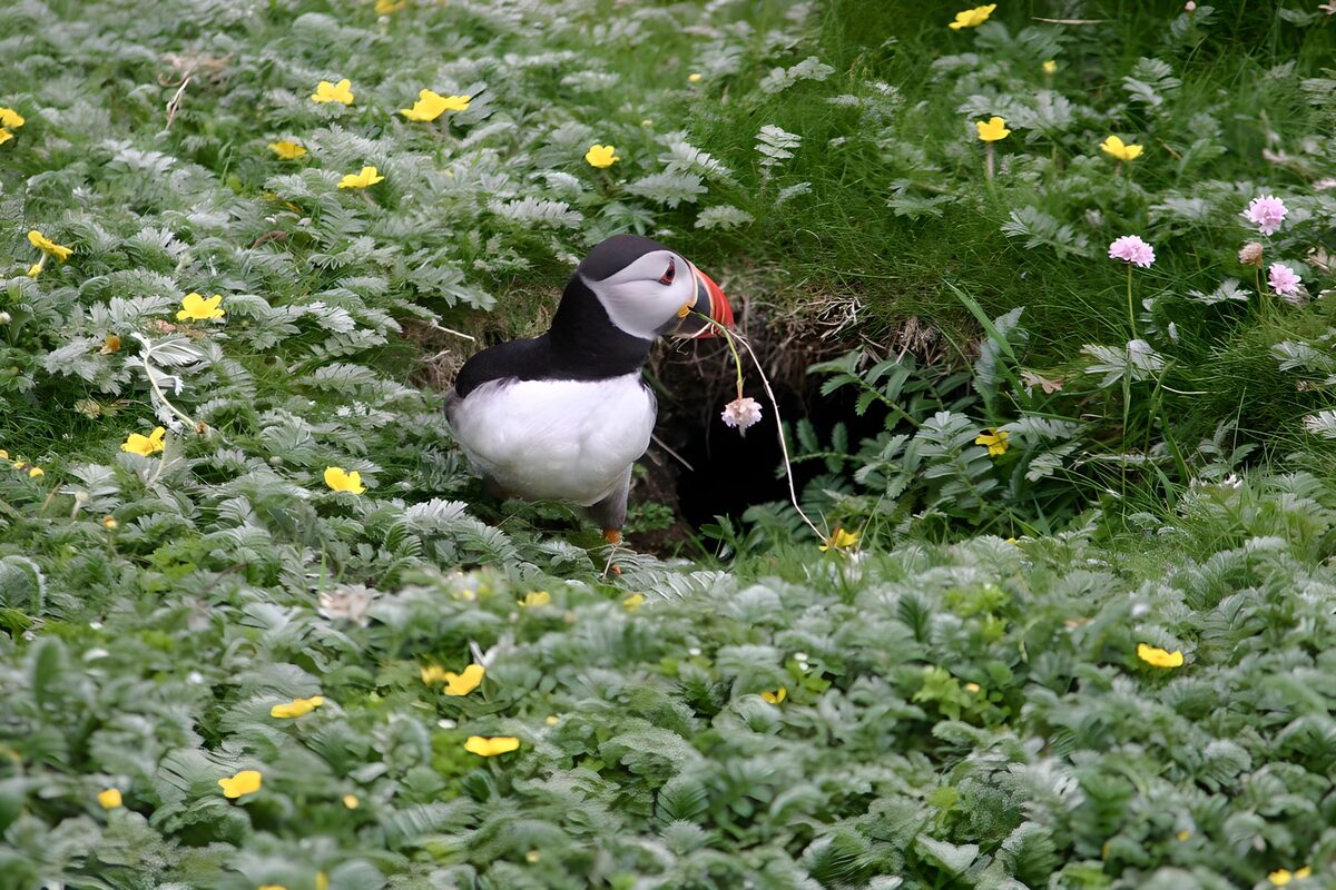 Puffin at home among the flowers