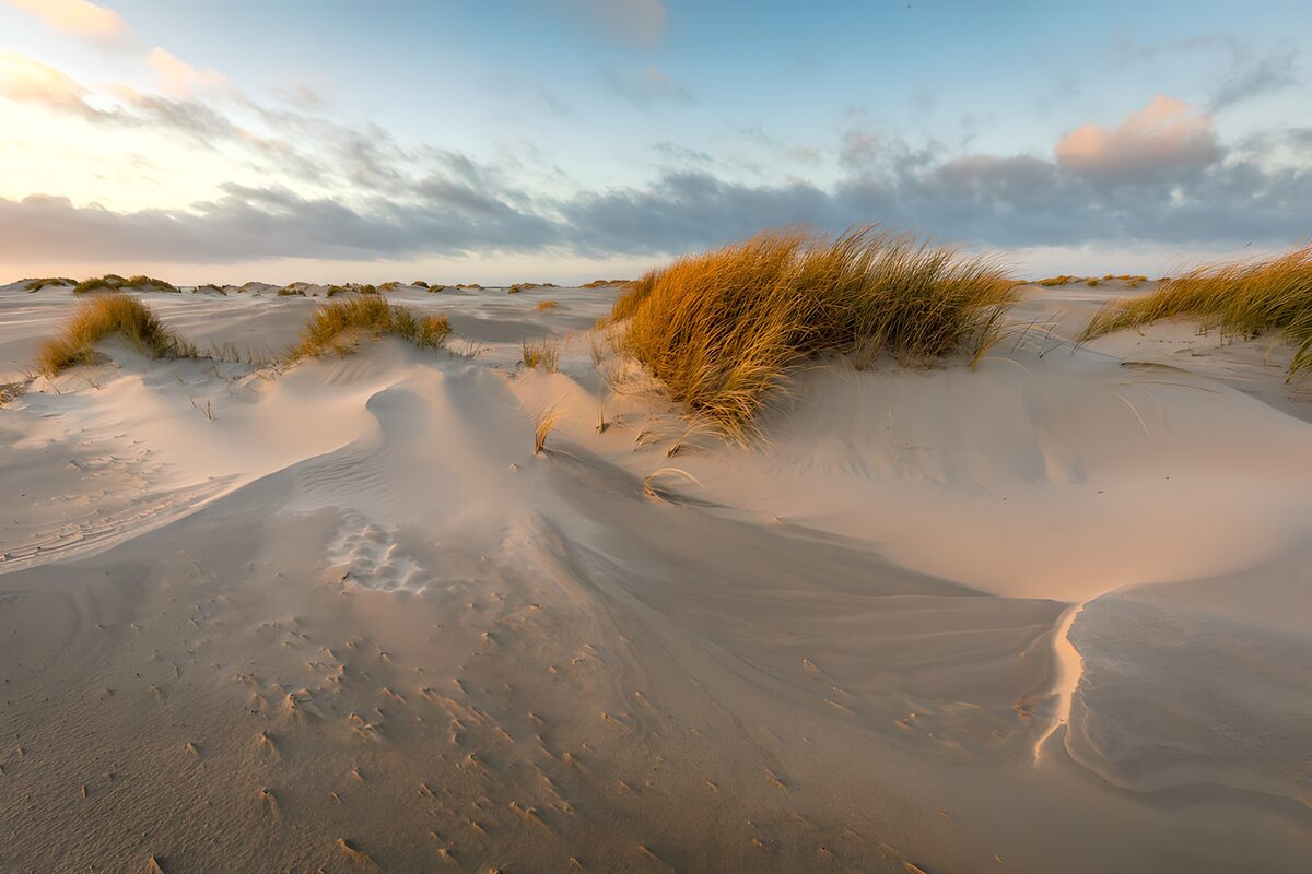 Golden dune grass in soft sunlight