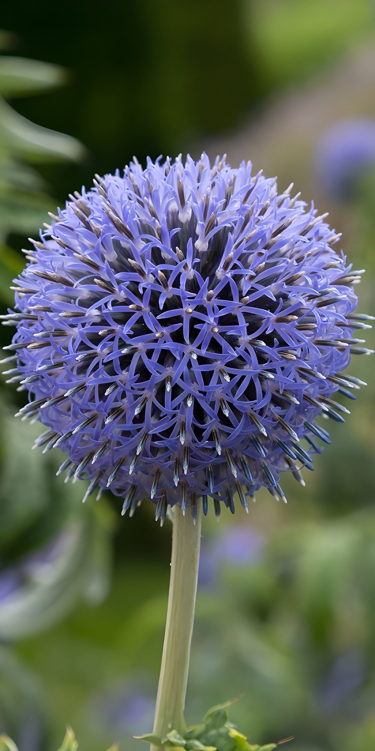 Round blue-violet bloom against soft green